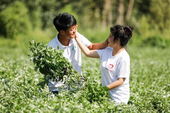 他俩创业种艾草，看这对扎根乡村的夫妻“艾”情！