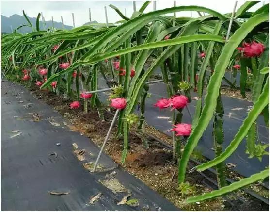 柑橘種植手藝規(guī)程軌制_贛南臍橙黃龍病會(huì)不會(huì)消逝