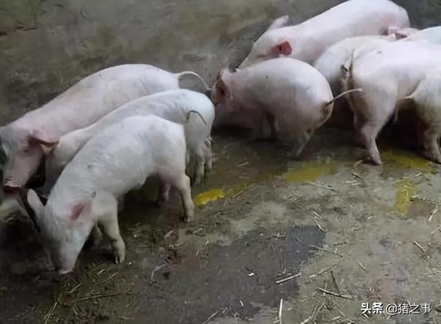 母乳性腹泻需要断奶吗