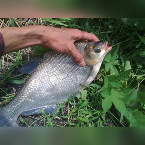 西安鱼池小学相关长尾关键词有哪些