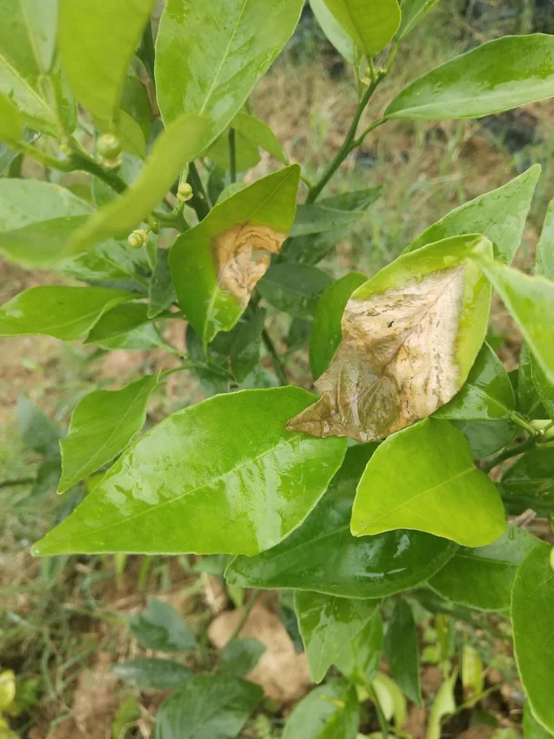 7月柑橘病蟲(chóng)害防治研究_6月份柑橘打藥什么時(shí)候打更好