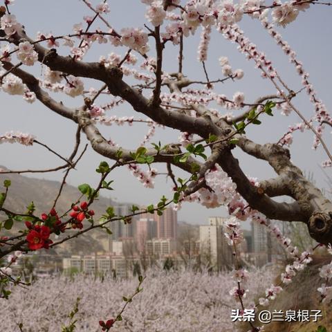 兰州大学到五泉的相关长尾关键词有哪些