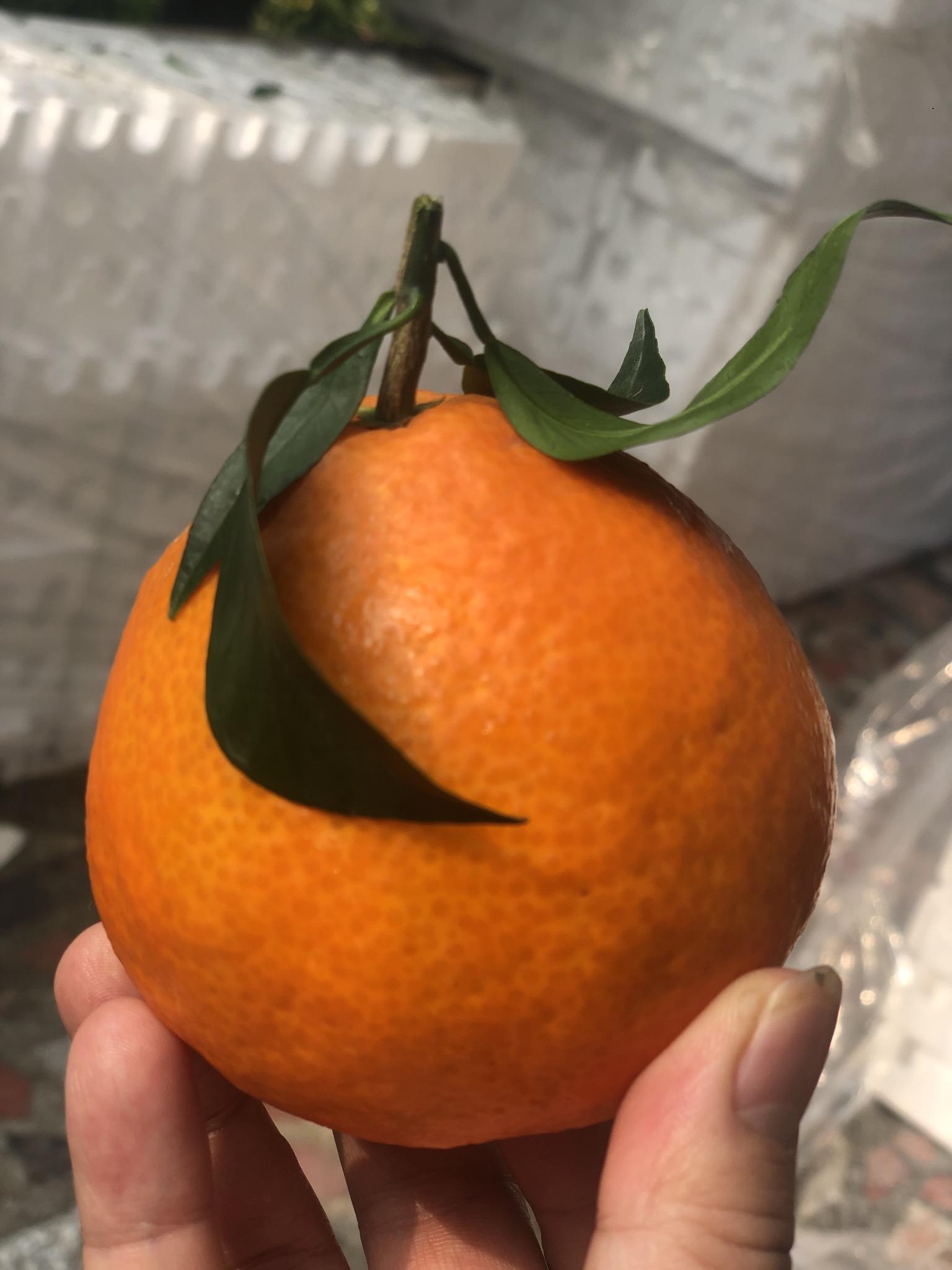 九月红果冻橙和爱媛果冻橙区别（果冻橙28号和38号哪个好吃）