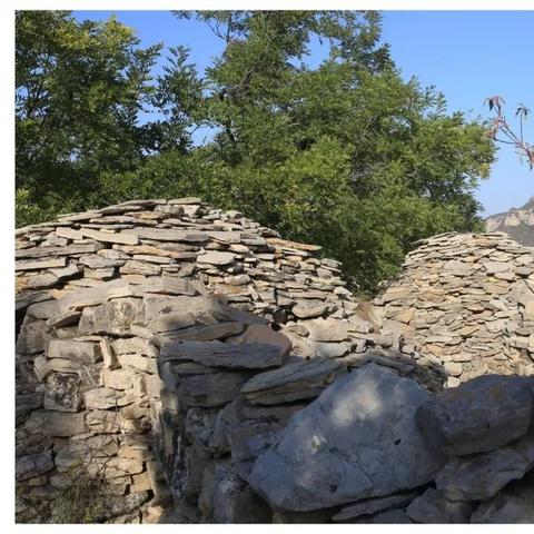 邯郸市桃树的长尾关键词有什么