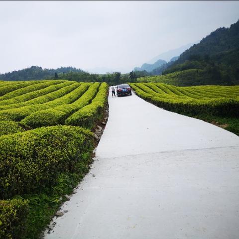 中国茶叶出口省排名前十？