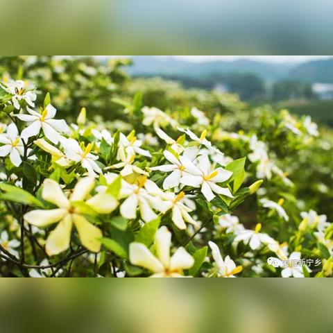 柒公子是什么小说里的