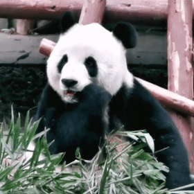 国宝熊猫在国外的那些事