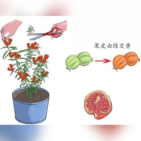 足球比赛石榴籽杯的长尾关键词有什么