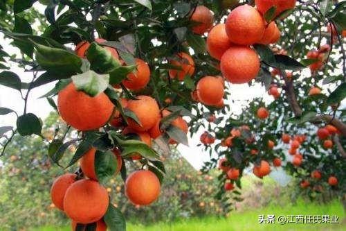 柑橘栽培技术要点总结告范文怎么写（柑橘树怎么管理才不会出现大小年情况）