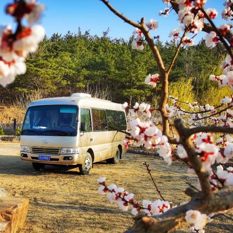 大连市有什么野菜吃的吗