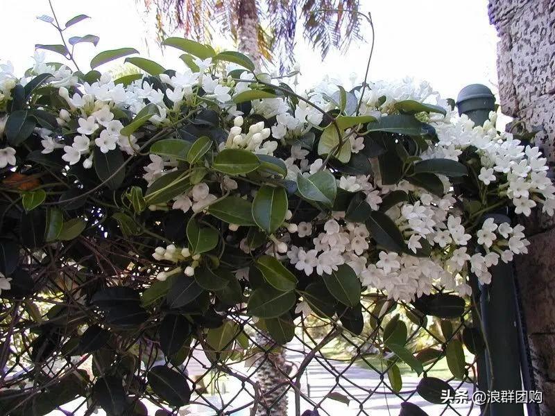 茉莉花的寓意和象征,茉莉花感言?"