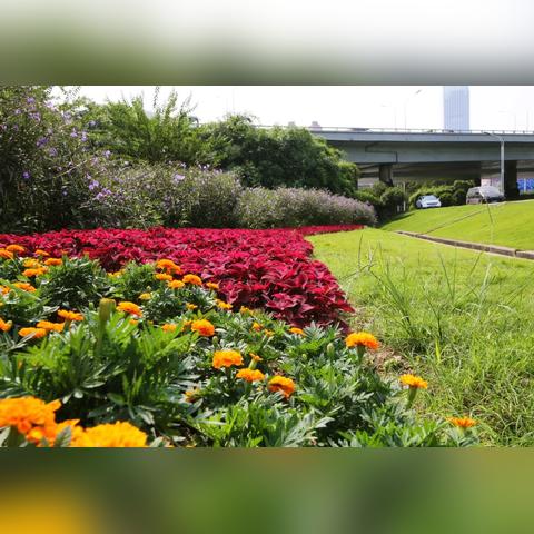 武汉市工农兵路是哪个区
