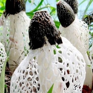 福建大田水泥怎么样