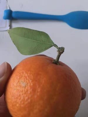 柑橘栽培技术试题及答案（广甘柑种植技术与管理）