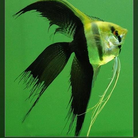 河南人说贱的相关长尾关键词有哪些