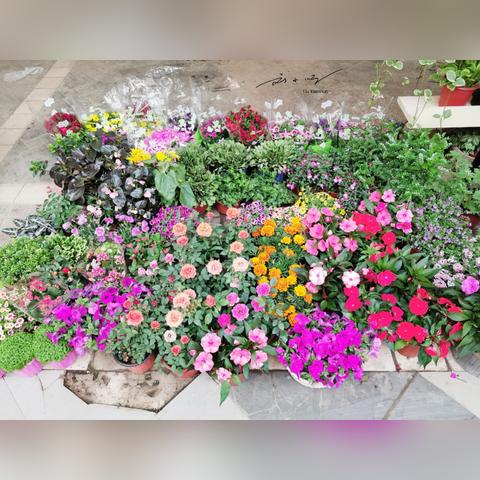 无锡市卖花的地方在哪里