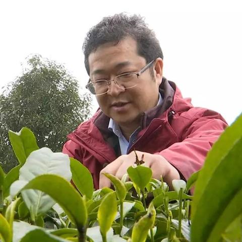 福建哪个城市产茶