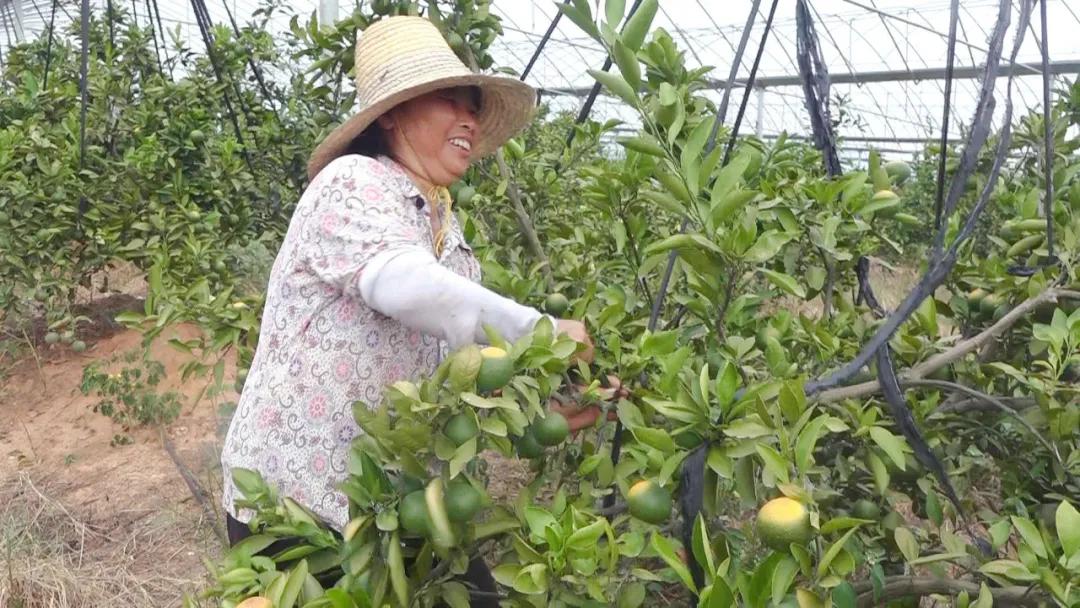 柑橘種植起壟手藝實(shí)圖_塔羅科血橙次要物候期是何時(shí)