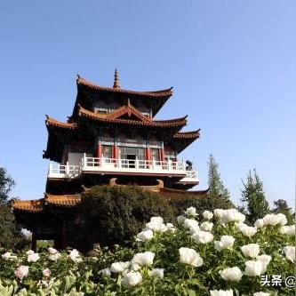 河南原生树种的相关长尾关键词有哪些