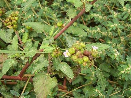 儿童生长痛怎么办，缓解生长疼痛的方法(内服+外敷)