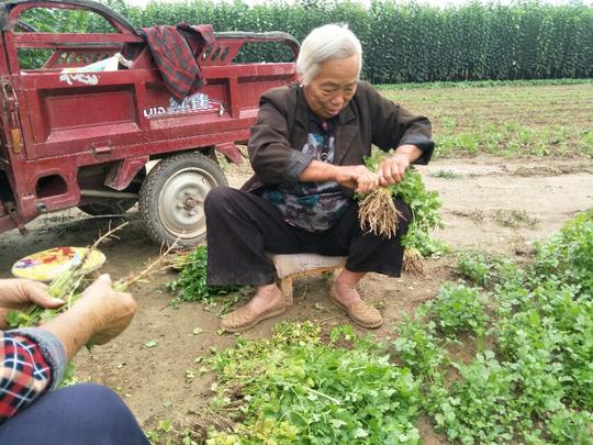 农村怪现象，七十多岁老人出门打工挣钱，是没有人养老吗？