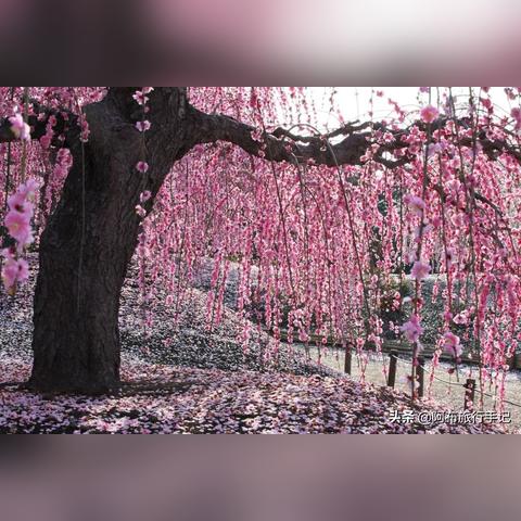 成都市梅花庭园租房价格的长尾关键词有什么