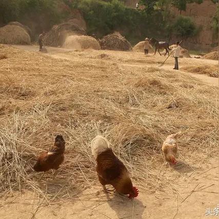 河南麦套西瓜的相关长尾关键词有哪些