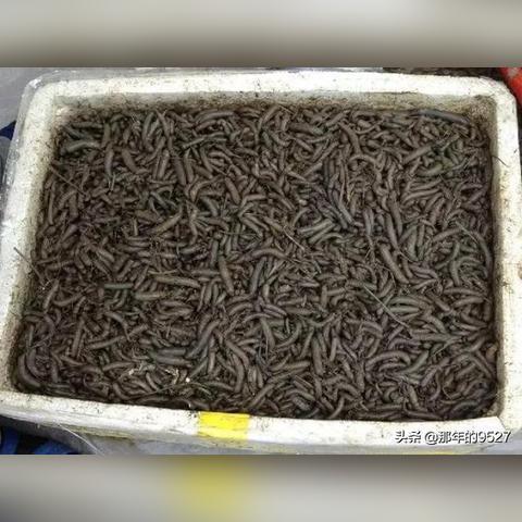 温州市哪些区有海滩景点的长尾关键词有什么