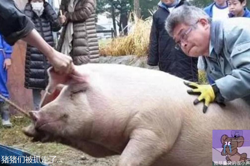 怎么给宝宝起名字小猪(瑞奇宝宝动画中的宝宝都叫什么名)
