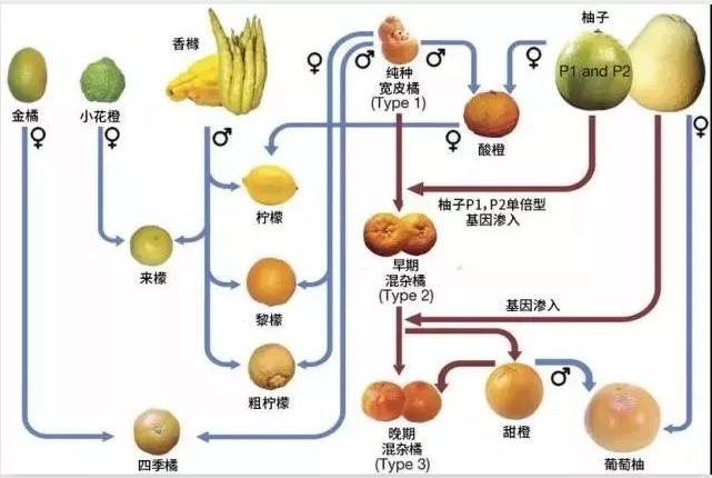 萬年柑橘種植手藝_農(nóng)村特產(chǎn)多嗎