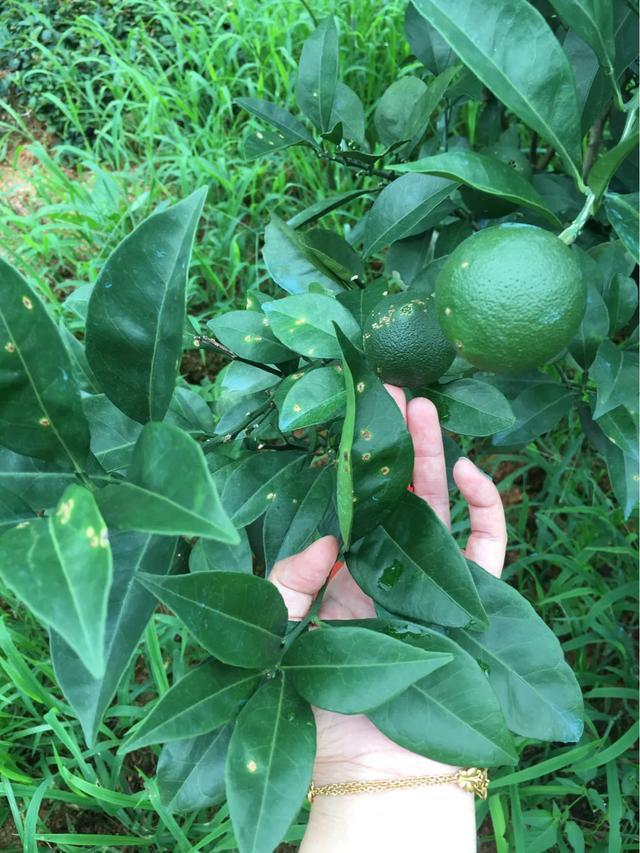 柑橘最根本的病蟲害_柑橘在呈現(xiàn)花蕾前打什么藥