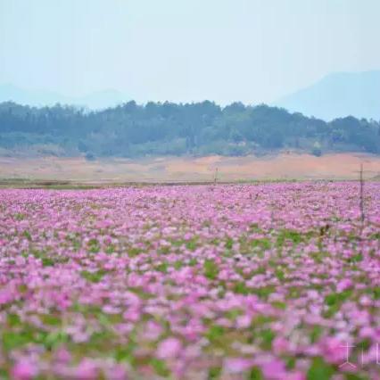 桂林市看花哪里好