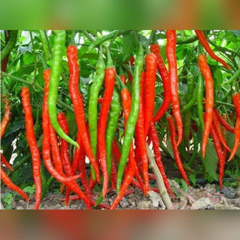 长沙海吉星蔬菜批发市场几点开始？