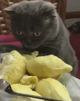 搞笑gif：我信你个大有头鬼，你个糟老头