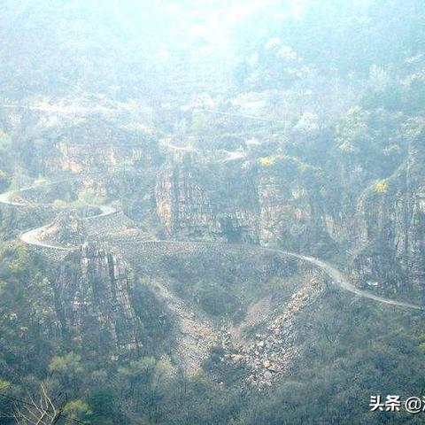 河南适合栽什么松树盆景