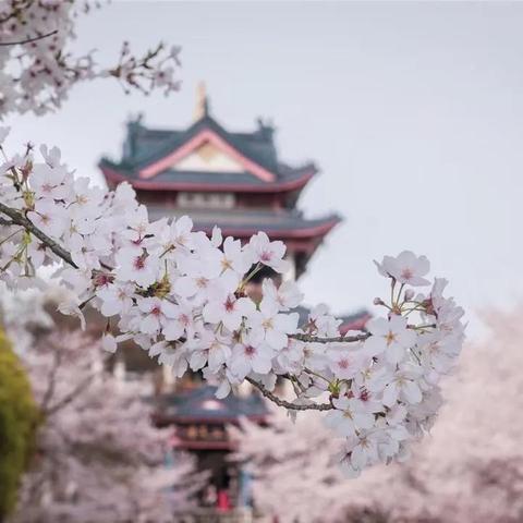 无锡市免费樱花景点在哪里