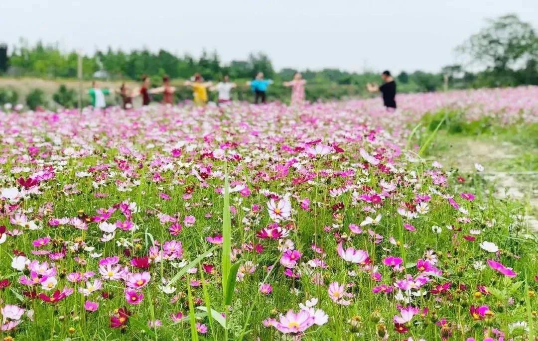 雪山格桑花图片大全,吉祥的格桑花是哪首歌的歌词?"