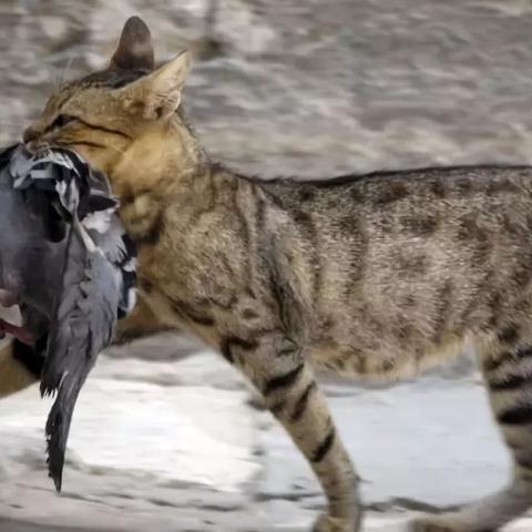 中国鬼电影的长尾关键词有哪些