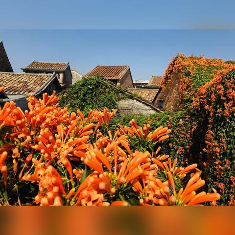 东莞市超大农场有哪些村