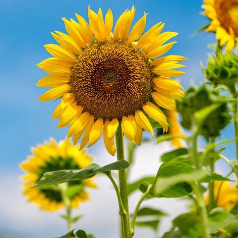 8月17日全生肖运势怎样(2021年8月17号十二生肖运势如何)