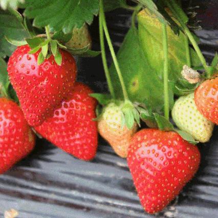 桂林市哪里甘蔗多一些