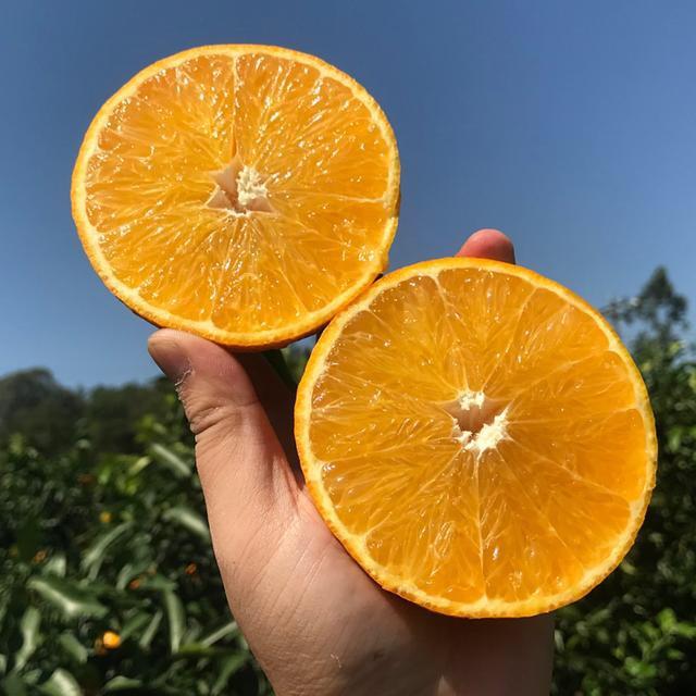 爱媛属于橙子吗（爱媛果冻橙太酸怎么办）