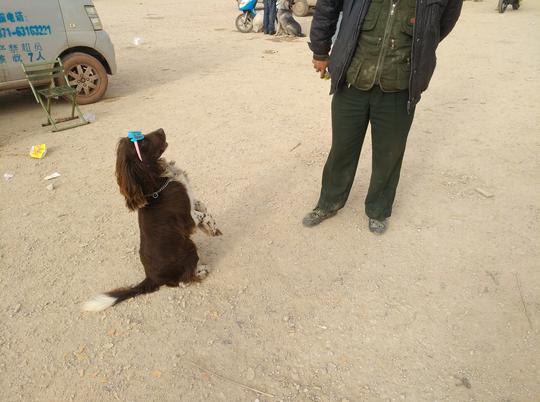 商贩出售品相佳训练优的史宾格犬，喊价2万元吓走围观者！