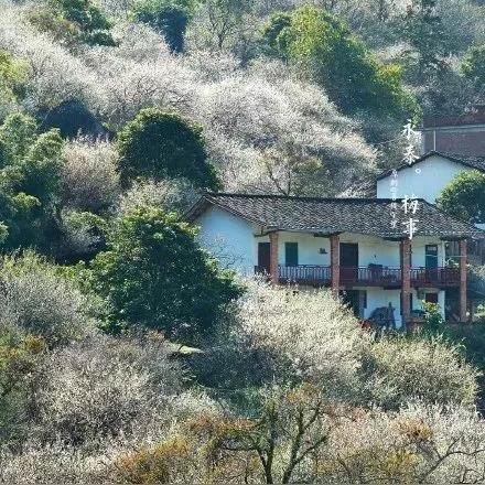 福建永泰青梅的相关长尾关键词有哪些