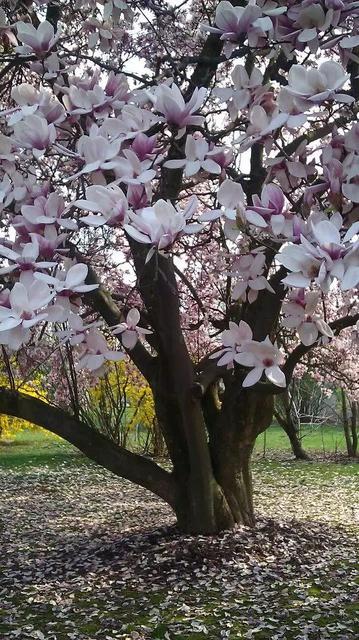 上海市市花,上海市市花?"