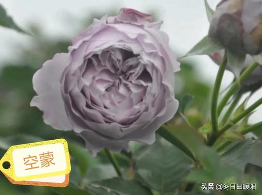 月季冷门品种，花色美，花型丰富。波西米亚，流沙，忘忧