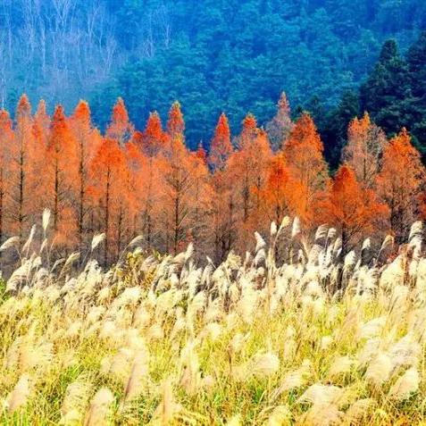 桂林到川西相关长尾关键词有哪些