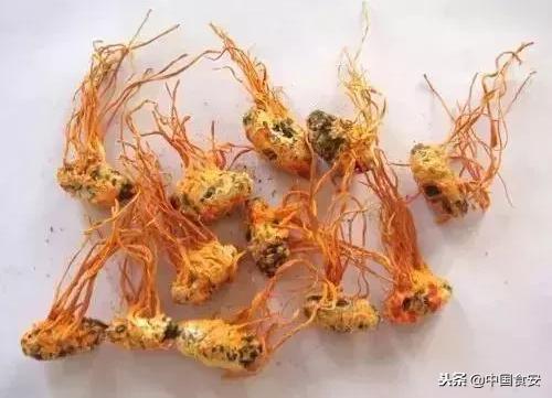 冬虫夏草缘何被食药监踢出保健圈？“保健品”大骗局终结！
