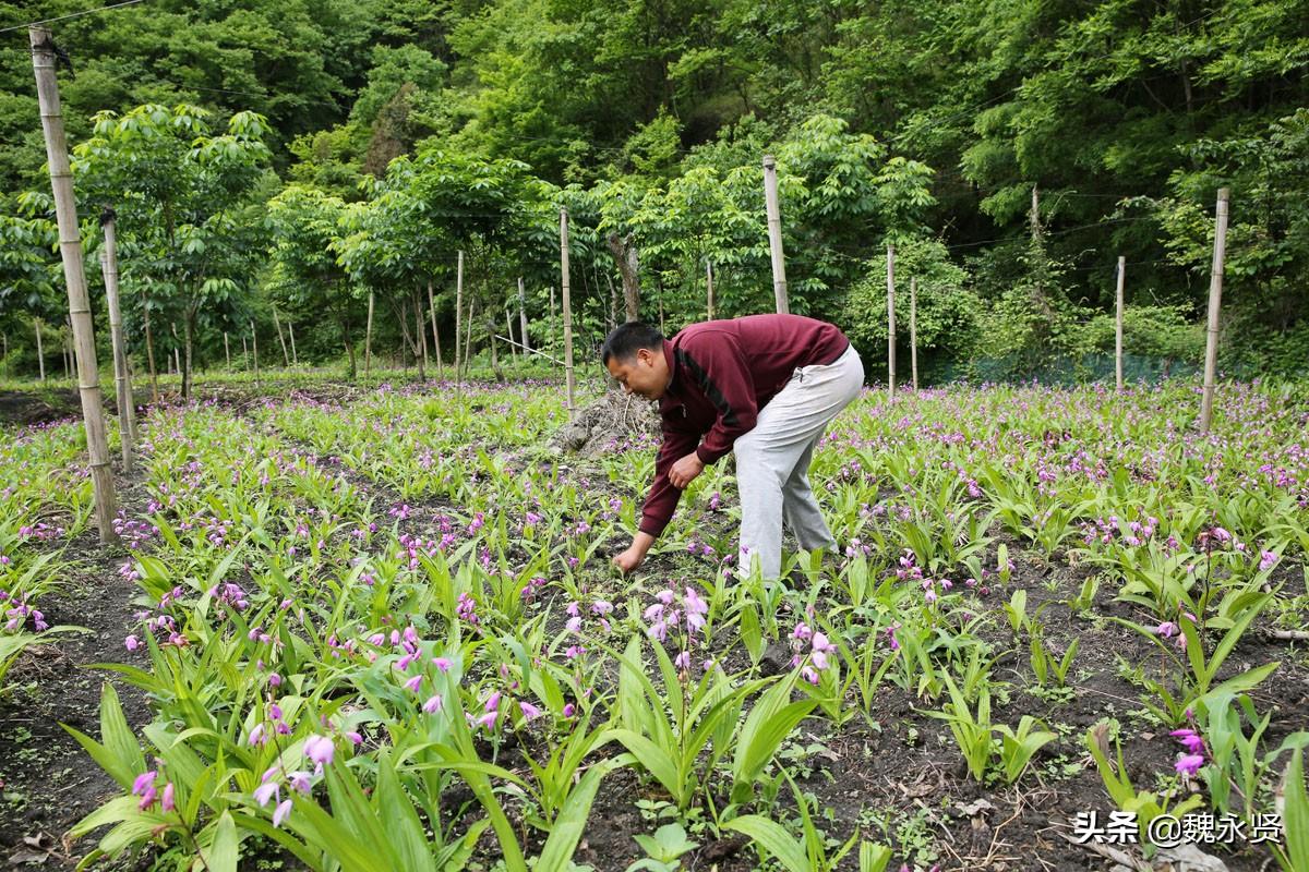 白芨什么时候种植,目前全国白芨种植面积有多少?