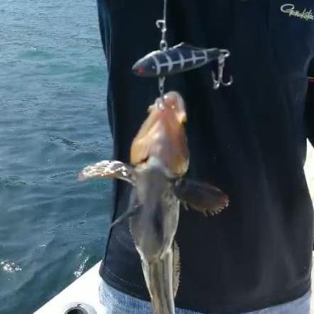 大连鱼具批发的长尾关键词有什么